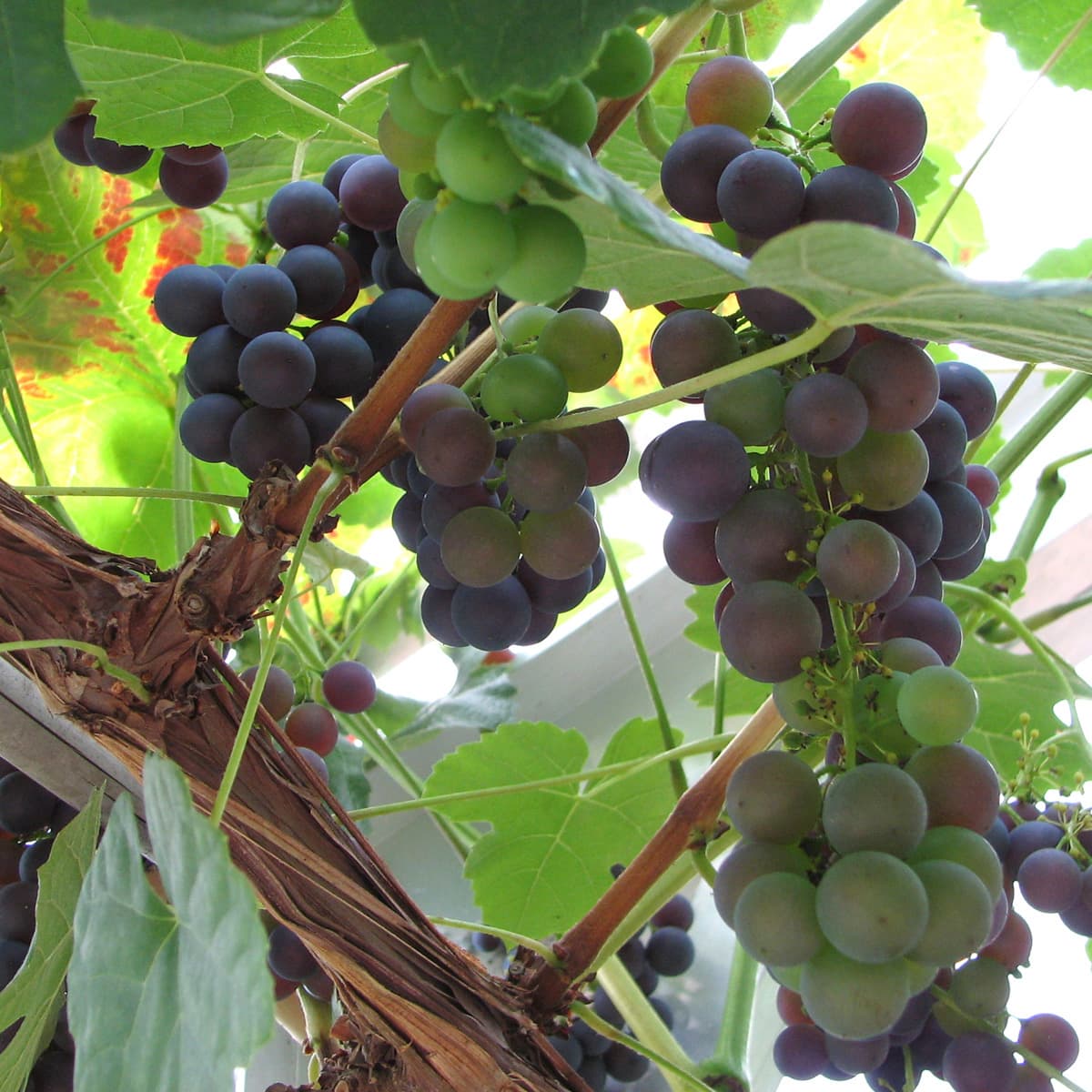 Staketdruva - Vitis labrusca Schuyler (Storlek: C2)