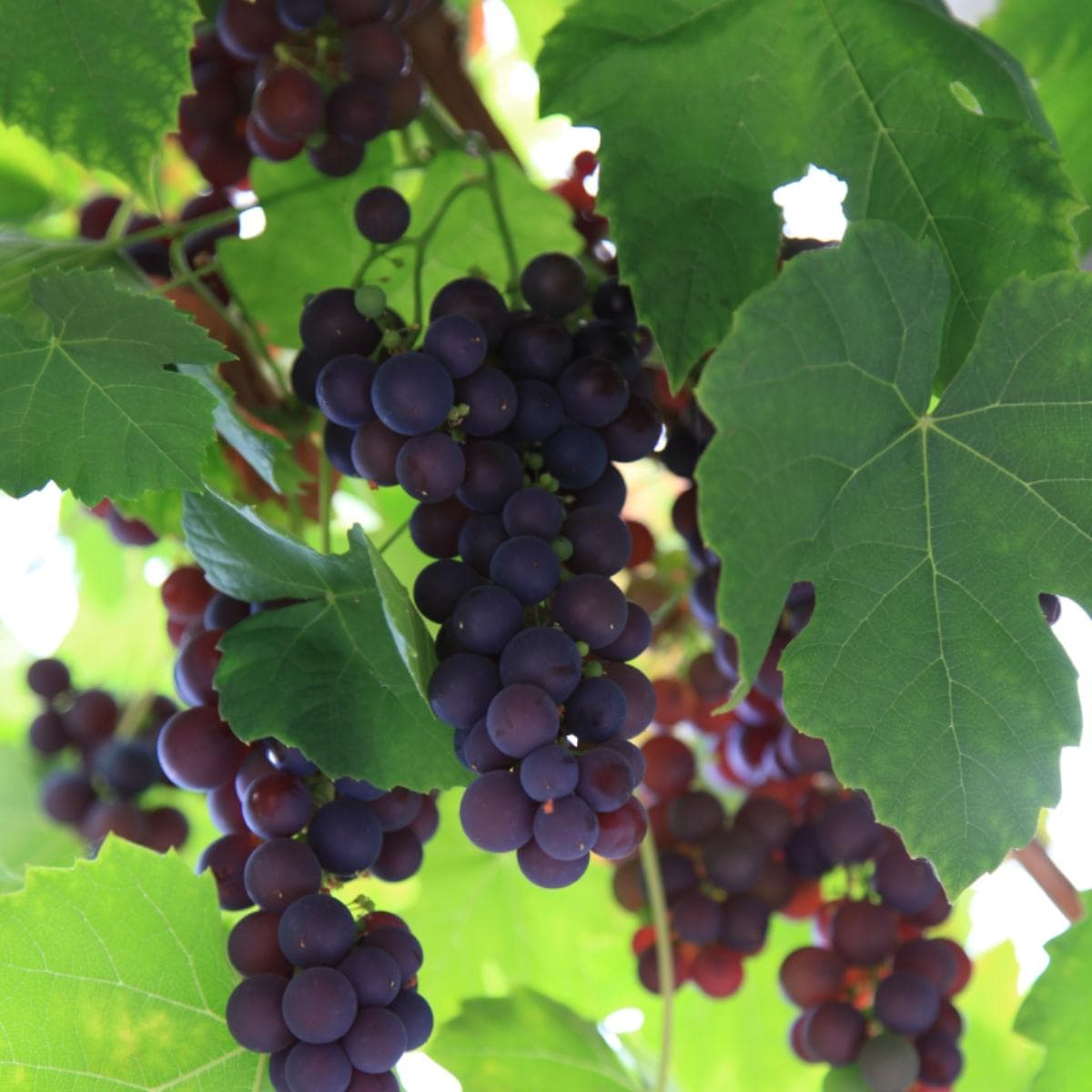 Staketdruva - Vitis labrusca Zilga (Storlek: C2)