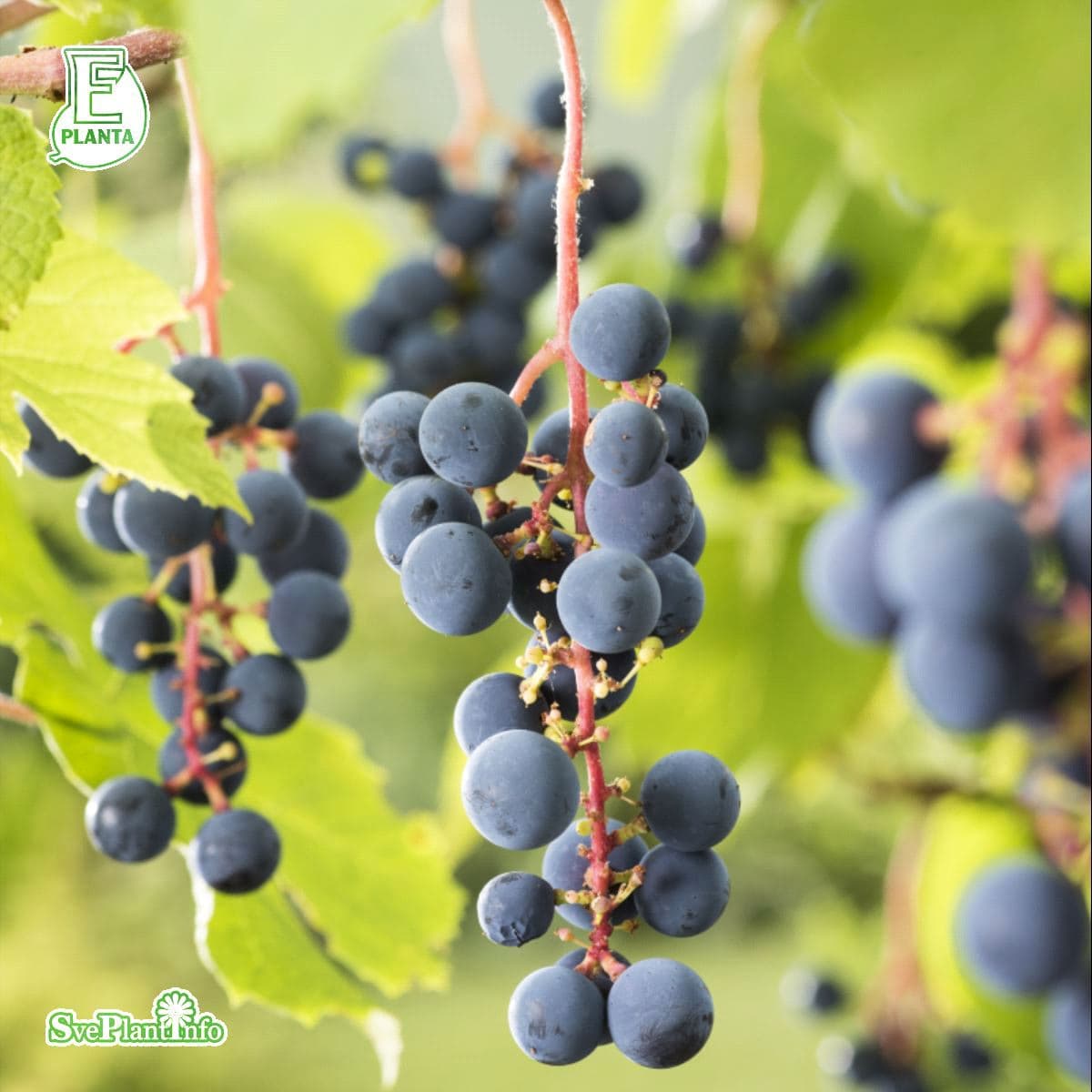 Staketdruva - Vitis labrusca Zilga (Storlek: C2) view 2