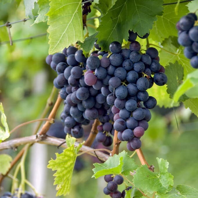 Vin/dessertdruva - Vitis vinifera Pinot Noir (Storlek: C2)