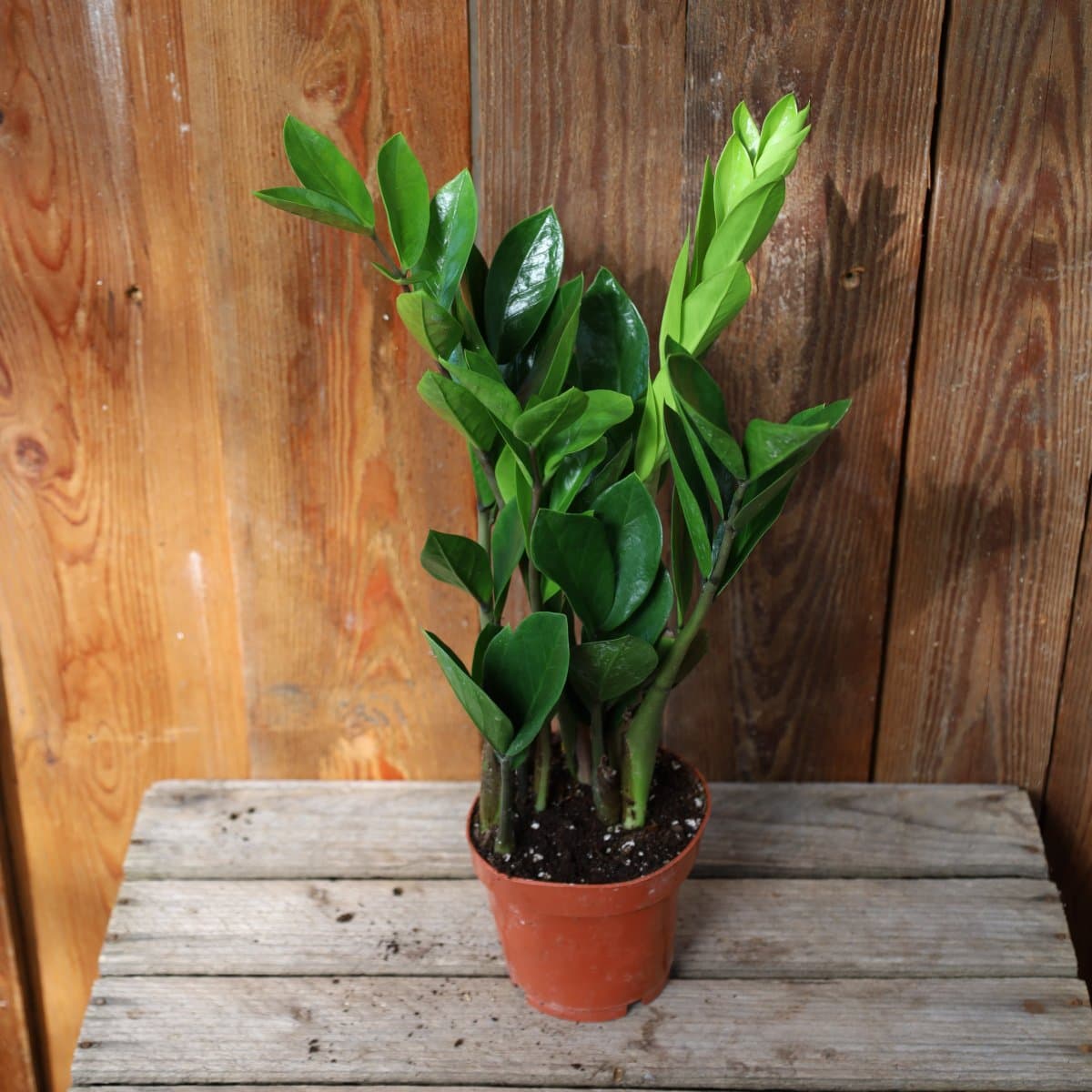 Zamioculcas zamiifolia  (Krukstorlek: 12cm)