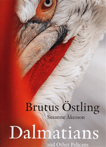Dalmatians and other pelicans