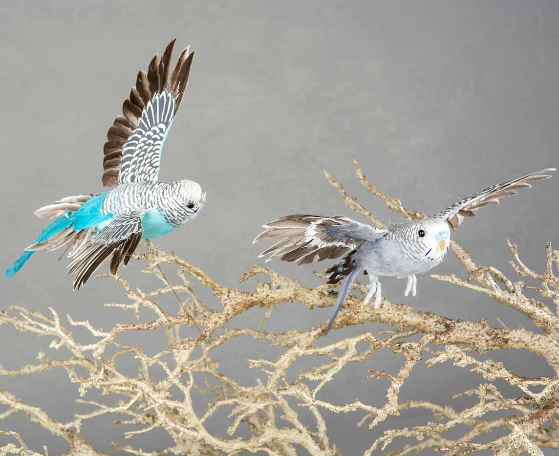 Undulat flygande Turkos view 2