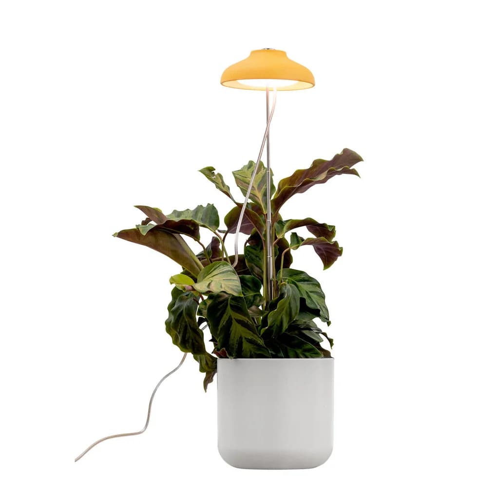 Iris Växtbelysning 5W Dim med touch Gul