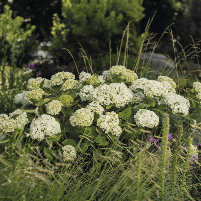 Vidjehortensia - Hydrangea arborescens FlowerWOW ® (Storlek: busk C3,5)