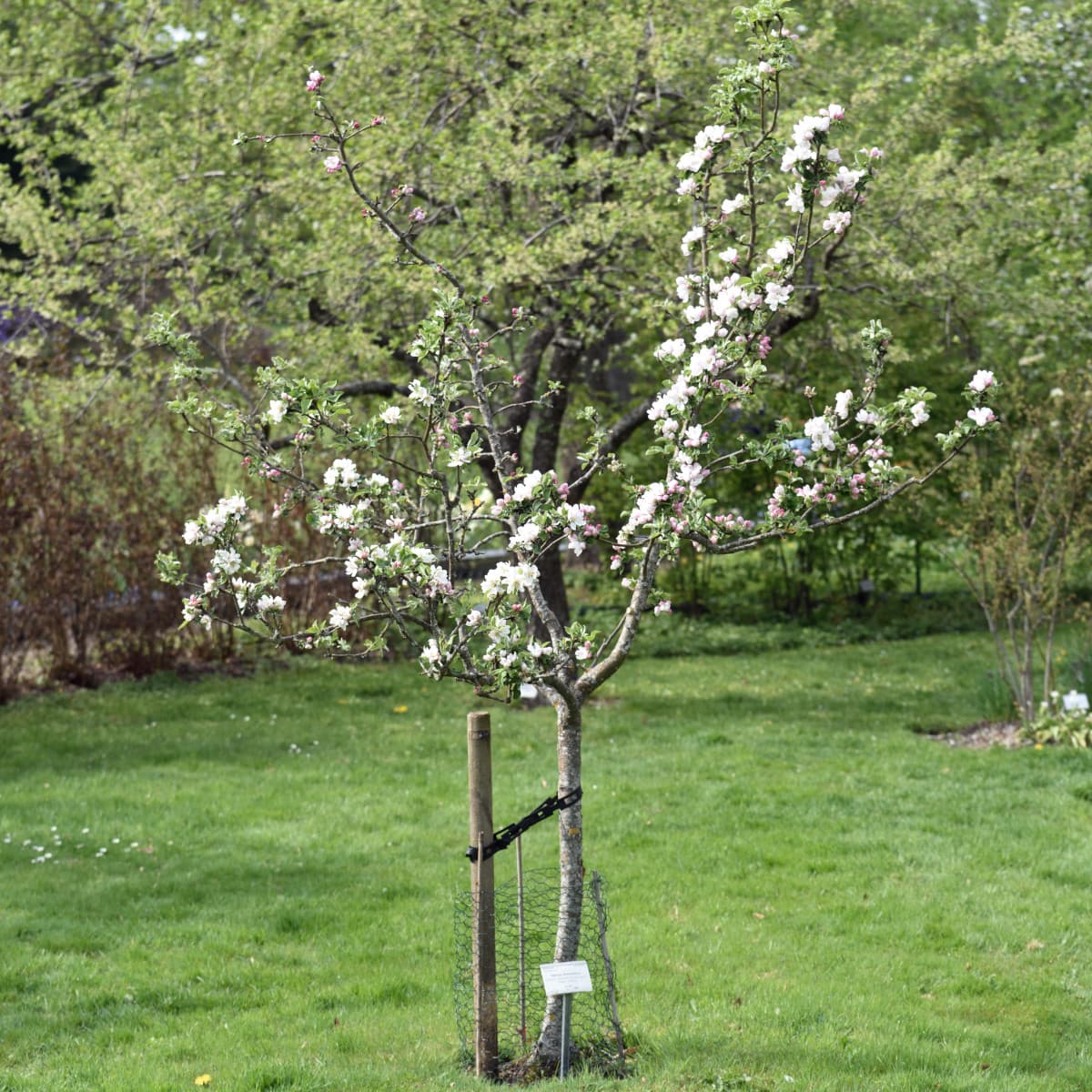 Familjeträd Äpple - Malus domestica (Storlek: stam A2 3 års co Zon 4-5)