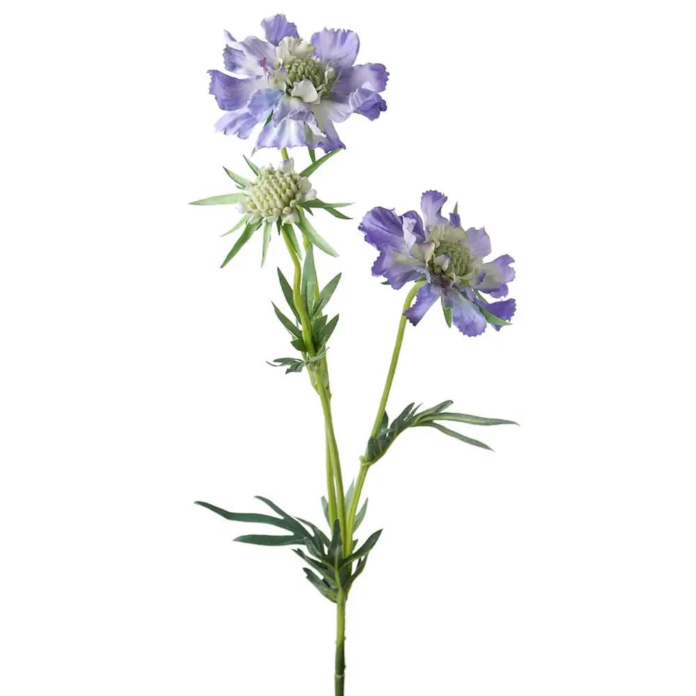 Mr Plant, Scabiosa Snittblomma 70 cm Blå